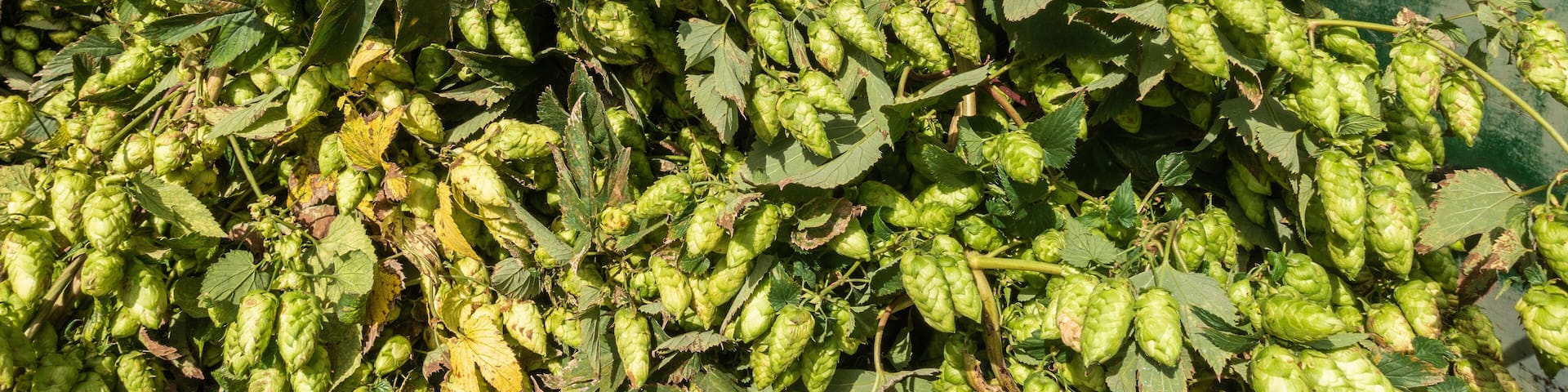 Proven, Flanders, Belgium - September 15, 2018: Closeup of load of just harvested hops plant strings full of cones. Fifty shades of green.