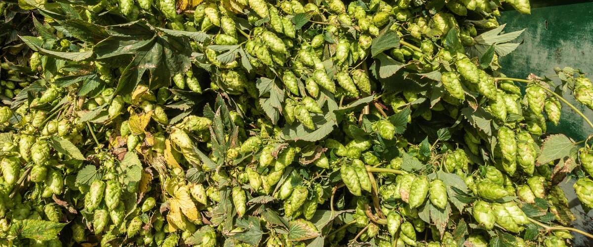A pile of green hops with leaves.