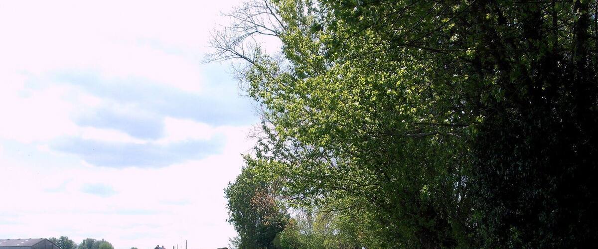 A narrow rural road flanked by lush greenery and fields, with a clear sky above.