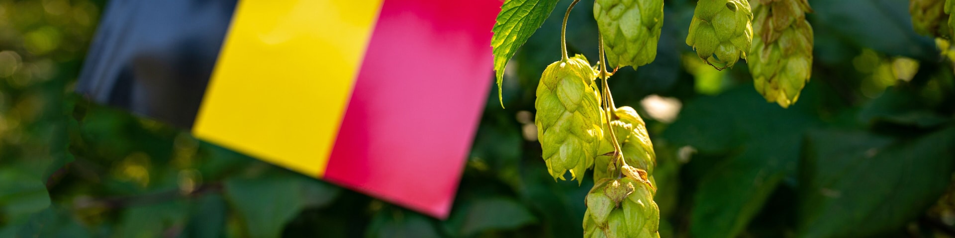 Una bandera y brotes verdes de lúpulo colgados de una planta.