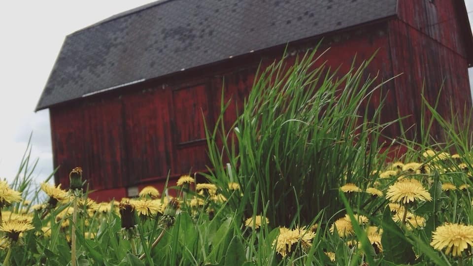 A red barn with a dark roof surrounded by tall grass and yellow flowers.