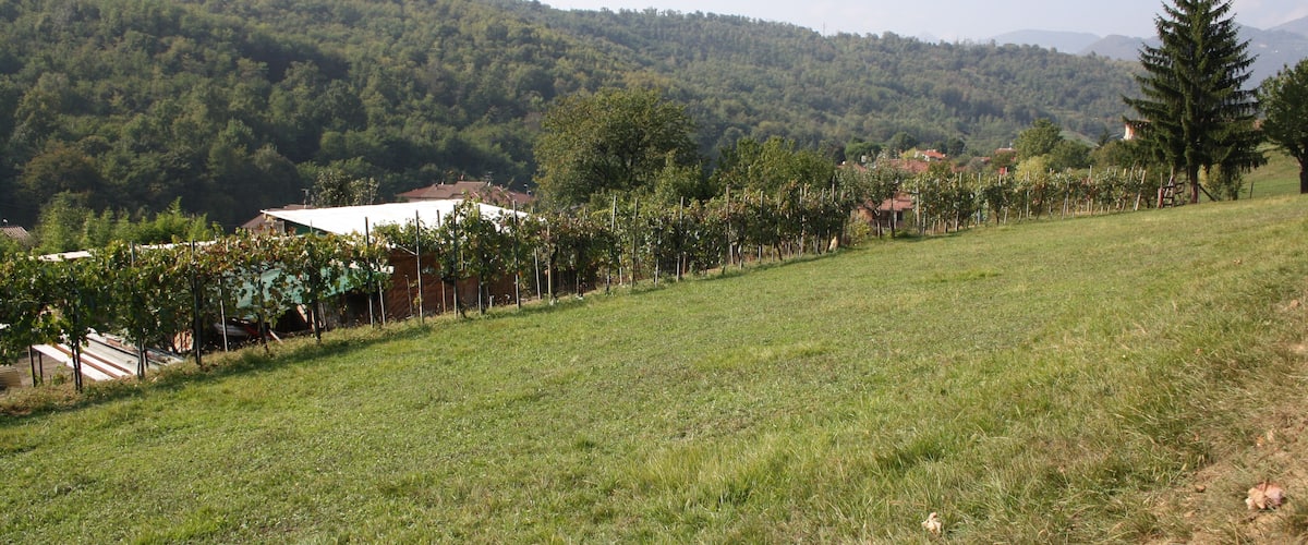 A grassy hillside with a vineyard, a large tree, and a mountain in the background.