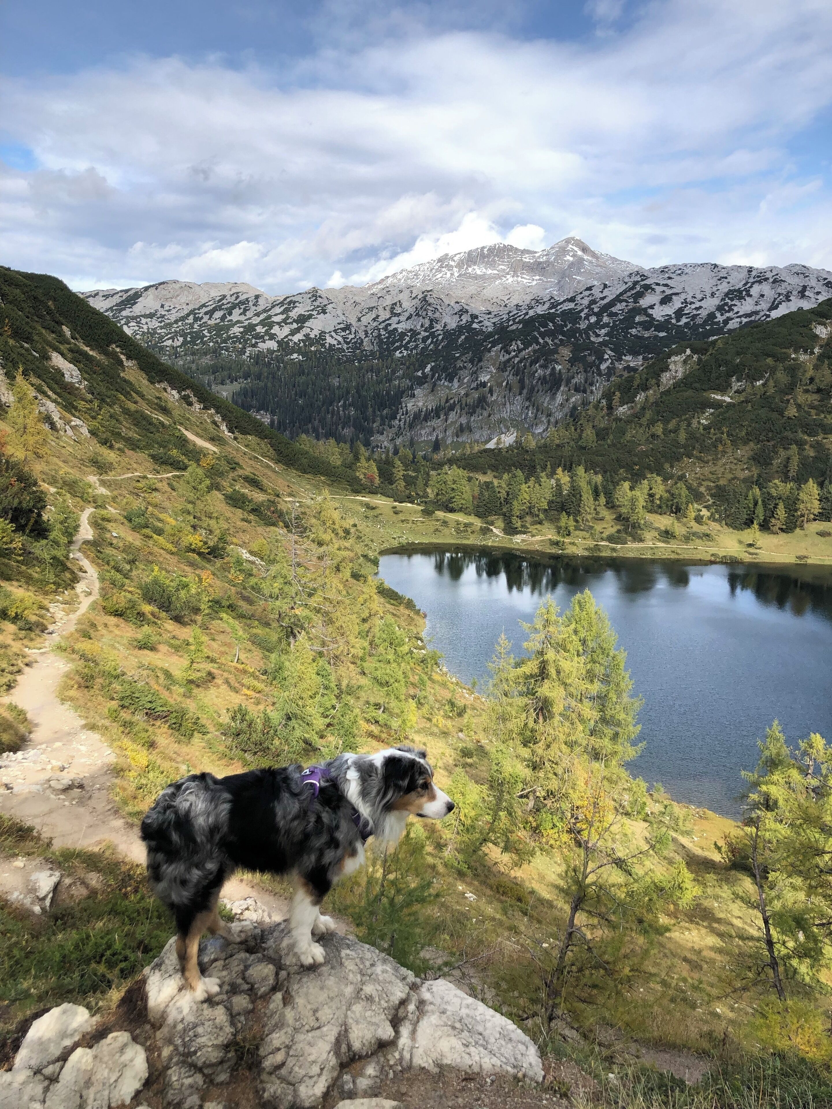 A dog on a rocky outcrop overlooking a lake with mountains in the background.