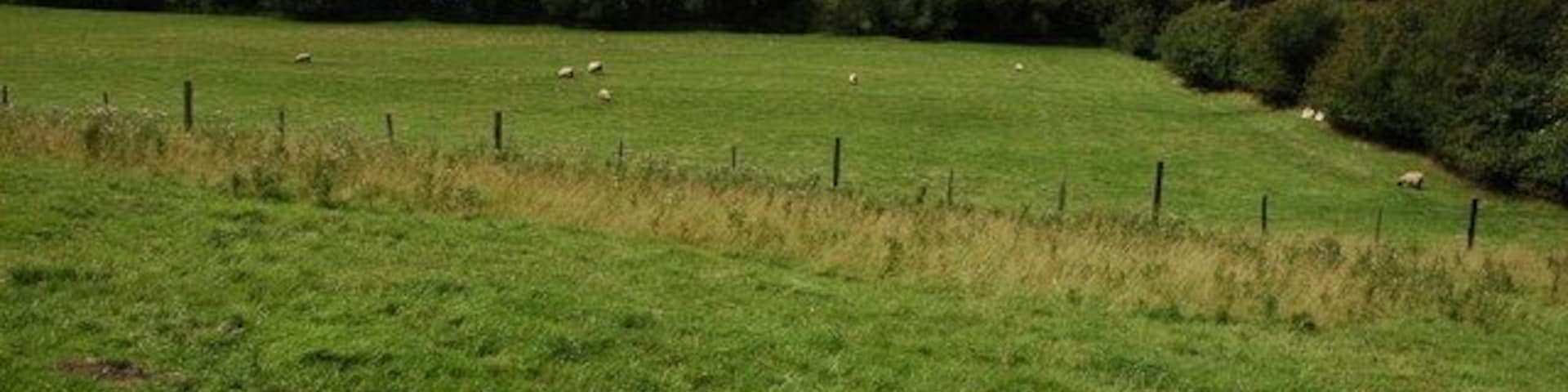 A green field with a fence and sheep grazing.