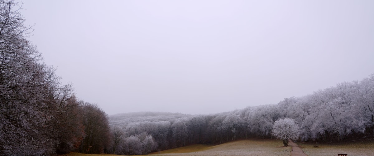 A frosty landscape with a dirt path leading through a field, surrounded by trees covered in frost.