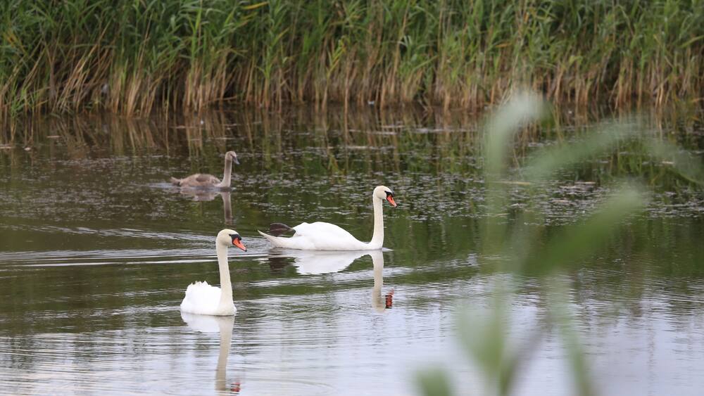 Three white swans swimming in a calm body of water with tall green reeds in the background.