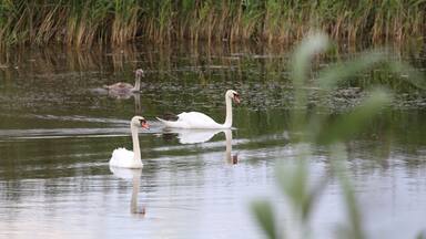 Três cisnes brancos nadam em águas calmas, com longos juncos verdes ao fundo.