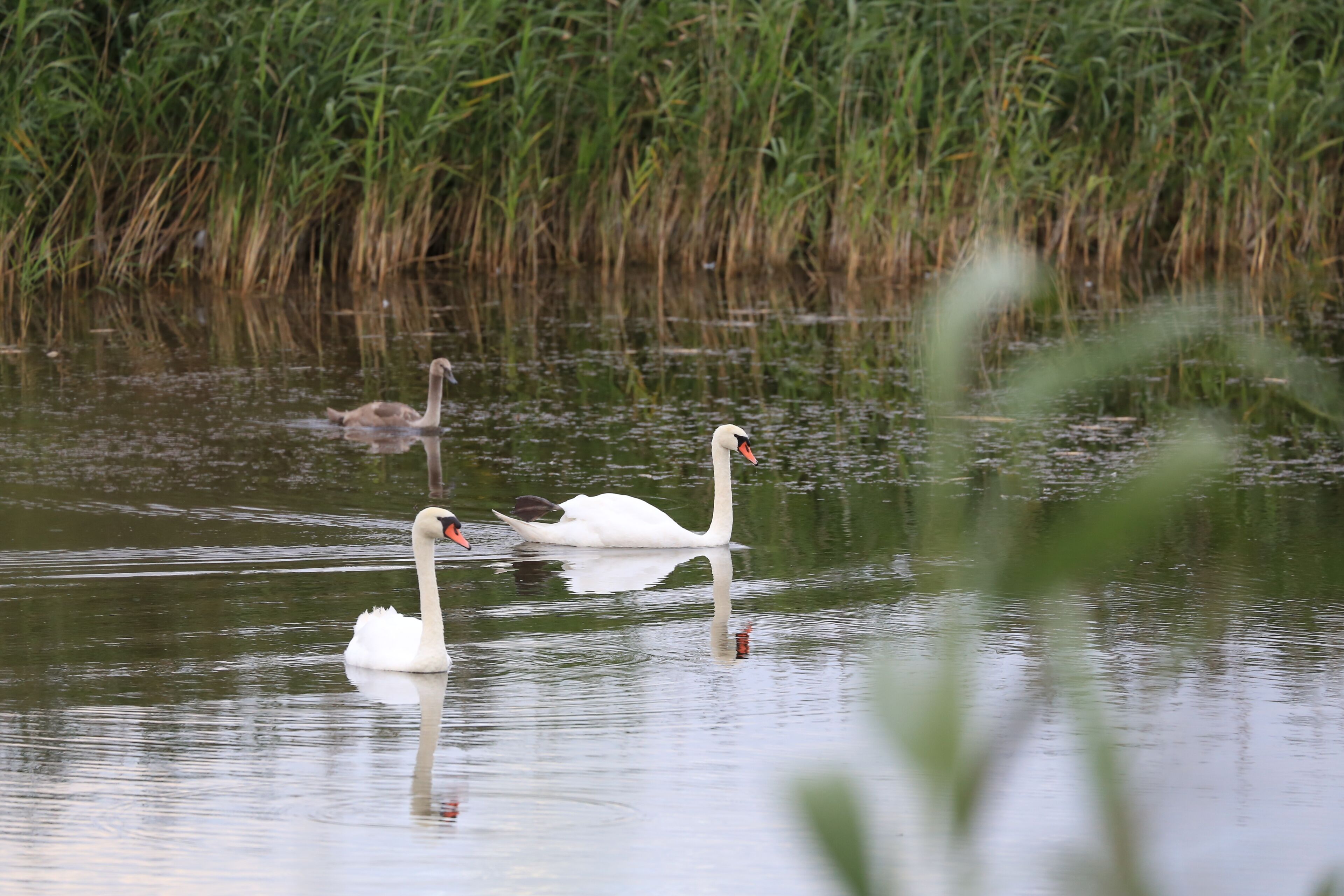 Three white swans swimming in a calm body of water with tall green reeds in the background.
