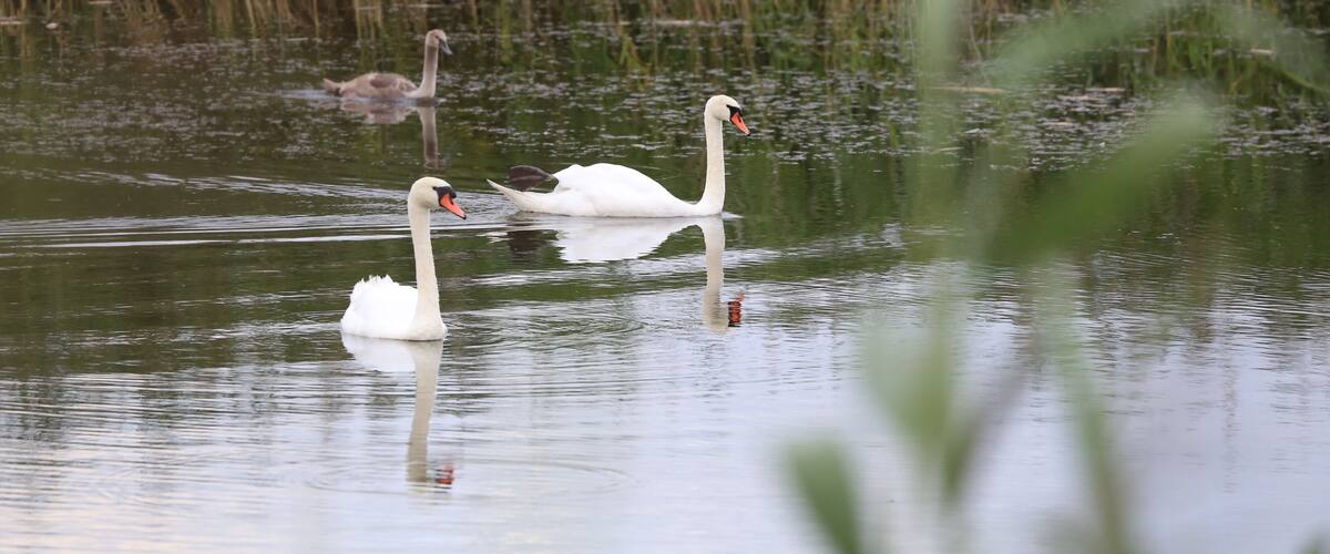 Three white swans swimming in a calm body of water with tall green reeds in the background.