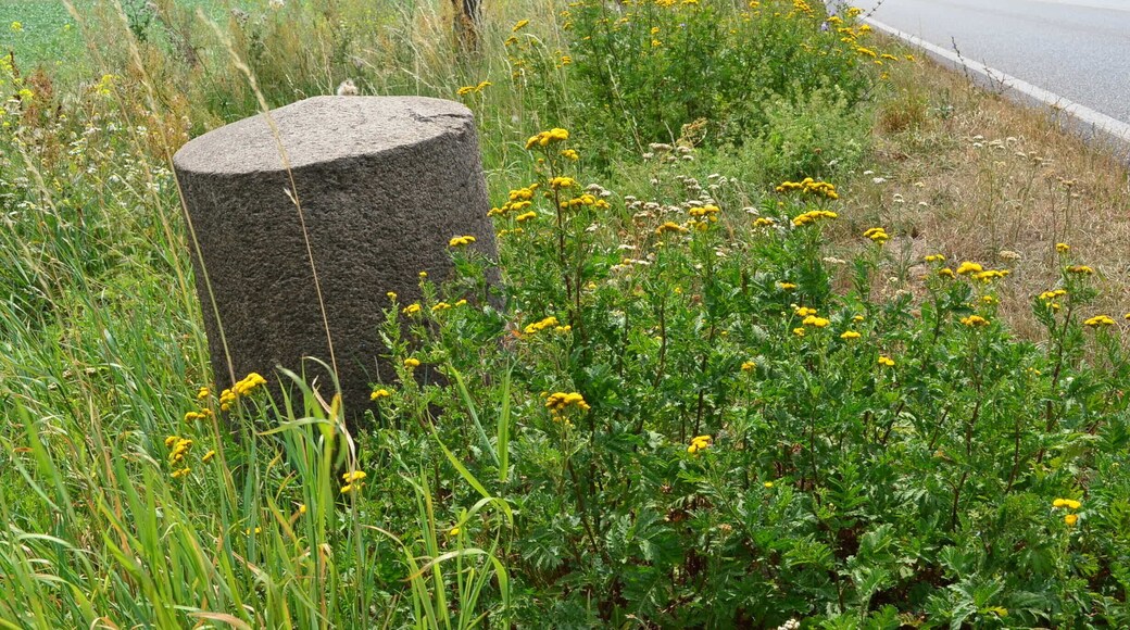 Cultural heritage monument 09175015 „Meilenstein (Rundsockelstein), bei km 50,54" at de:Bundesstraße 158, north of de:Ahrensfelde in the district of en:Barnim, in en:Brandenburg, Germany