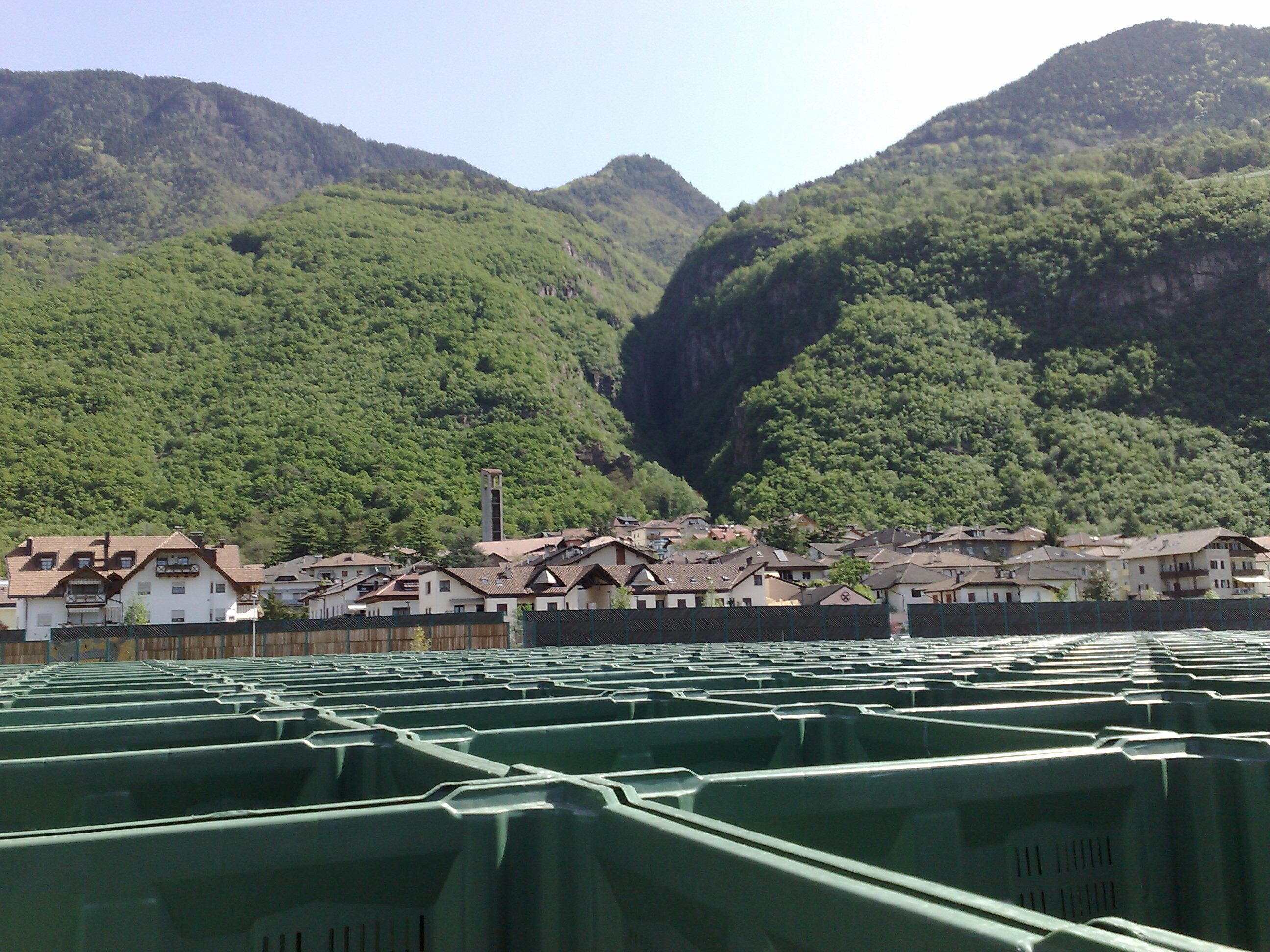 Pineta dalla campagna