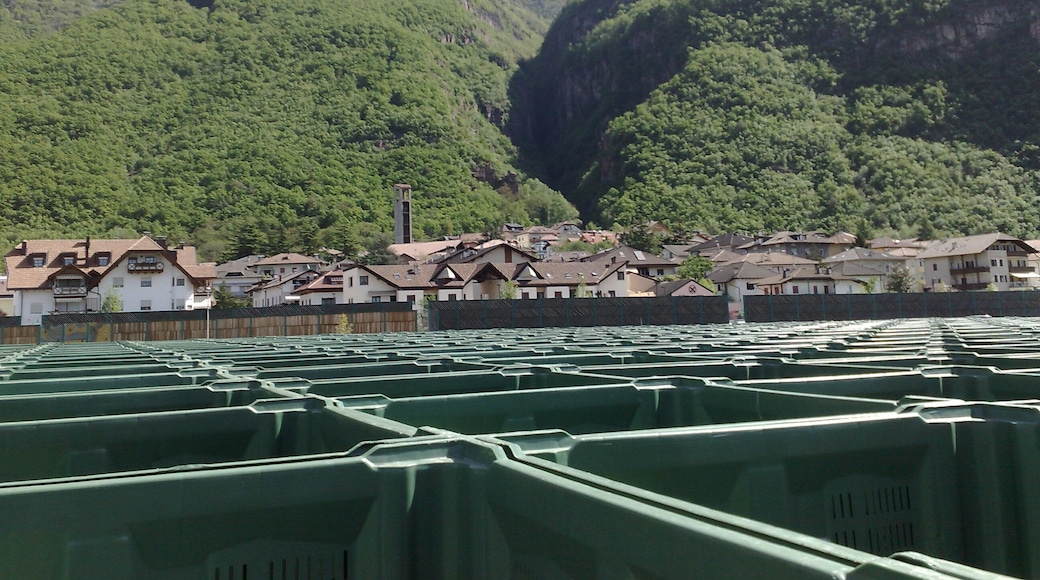 Pineta dalla campagna