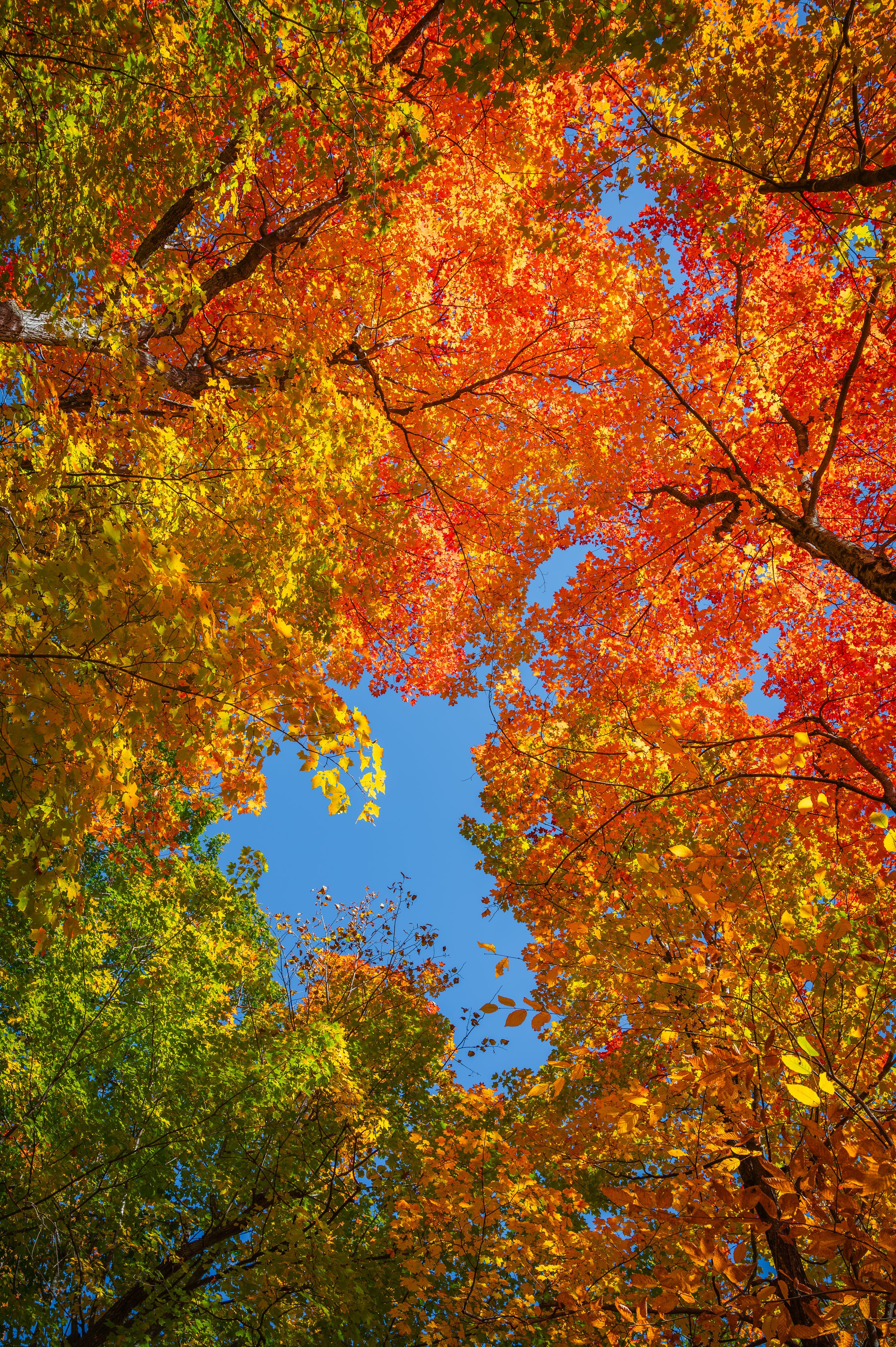 Beautiful mature tree crowns during autumn, colourful canopy during fall season, view point from below, looking directly above. Vertical photo, Gatineau Park, Outaouais, Quebec, Canada, October 2022