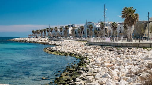 ๋ชฐ๋ผ๋๋ฐ๋ฆฌ