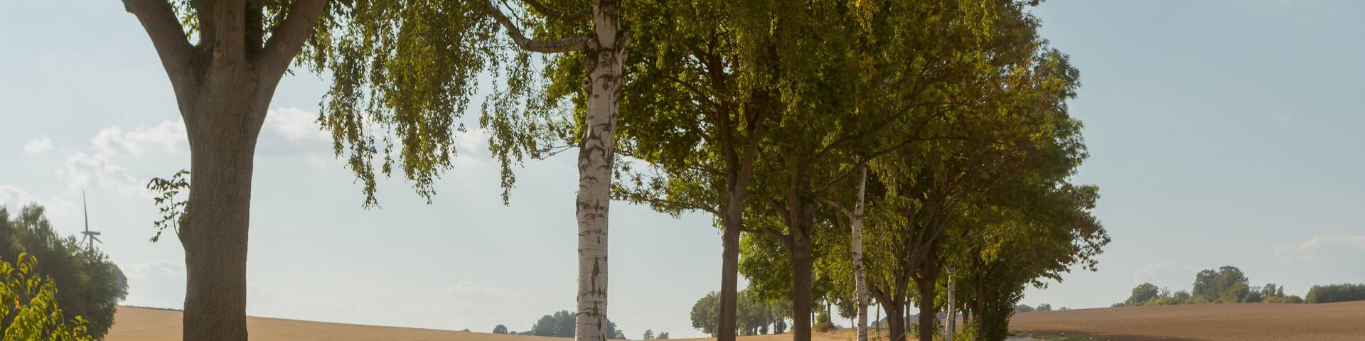 Road through rural landscape, Bad Sachsa, Gottingen, Lower Saxony, Germany