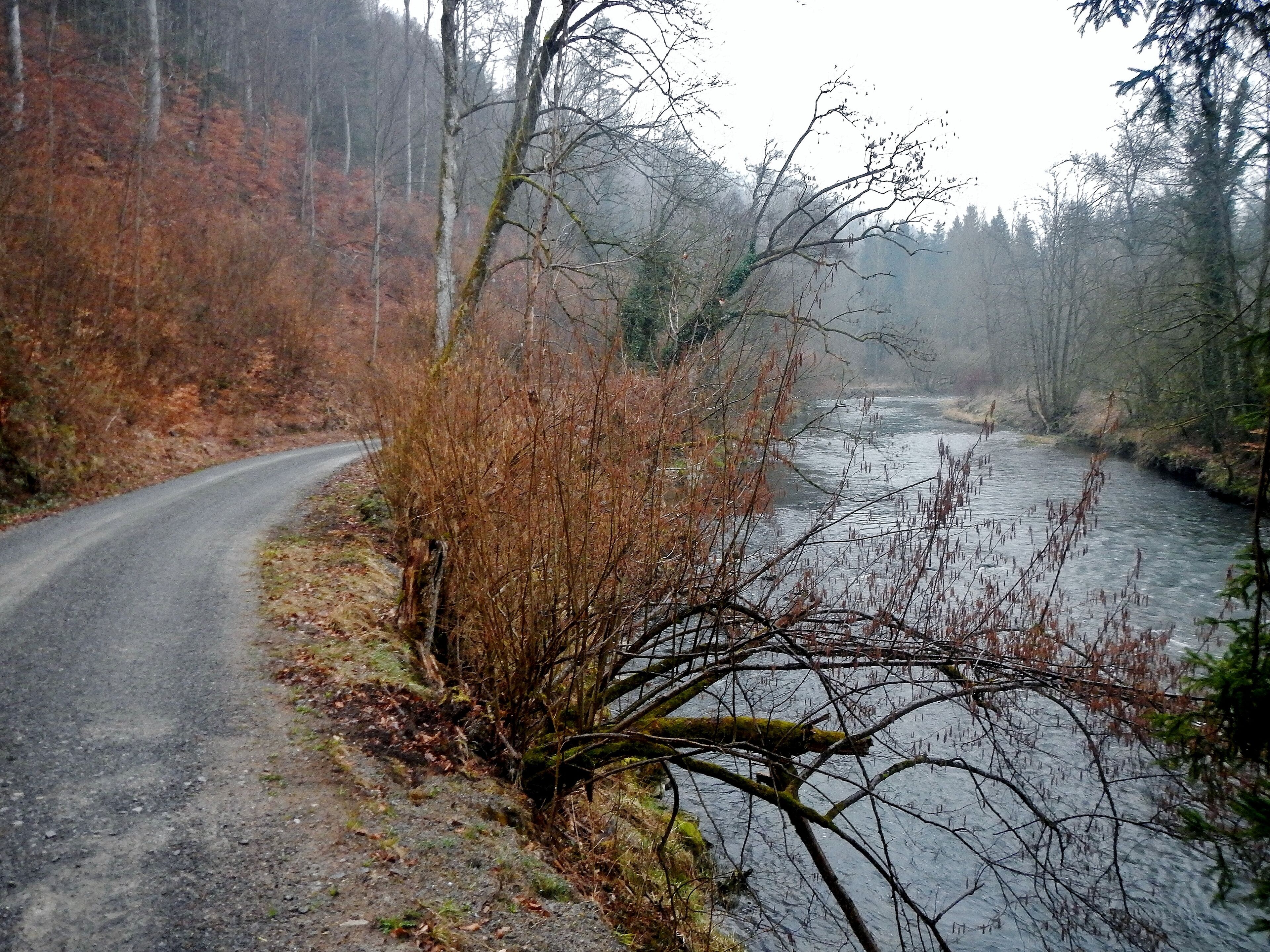 A winding road beside a river in a forested area.