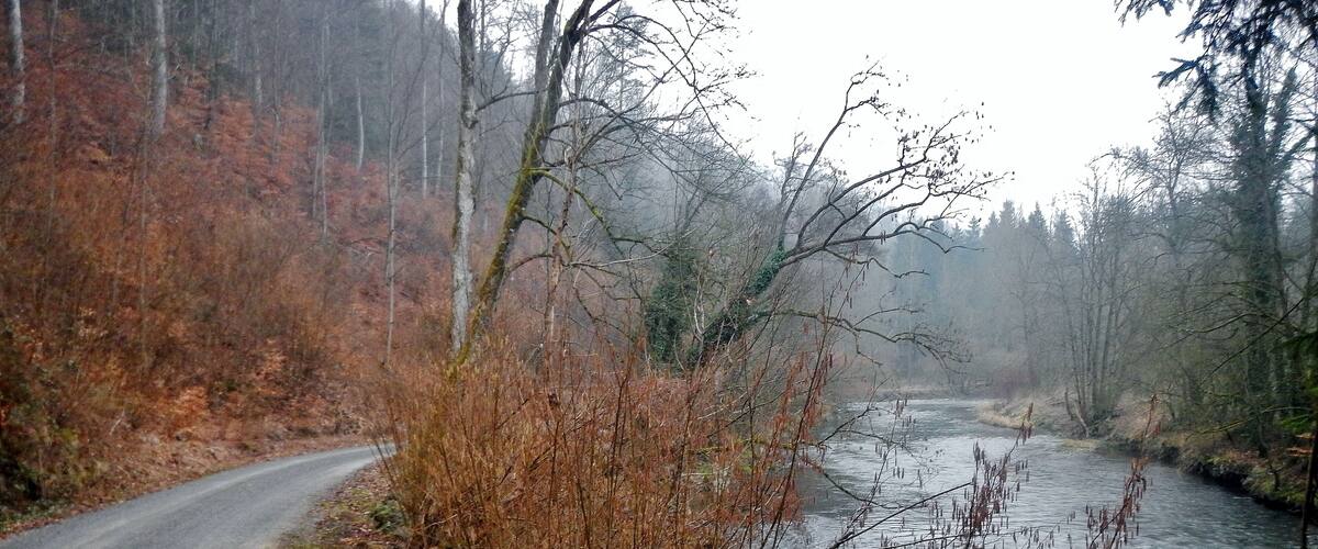 A winding road beside a river in a forested area.