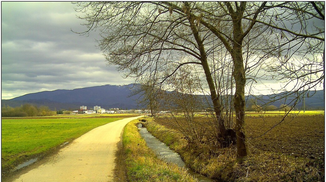 February Frühling Südwest Pastell Color - Master Landscape Rhine Valley 2014 Grand Cigogne blanc arrivee Ankunft des Großen Weißstorch