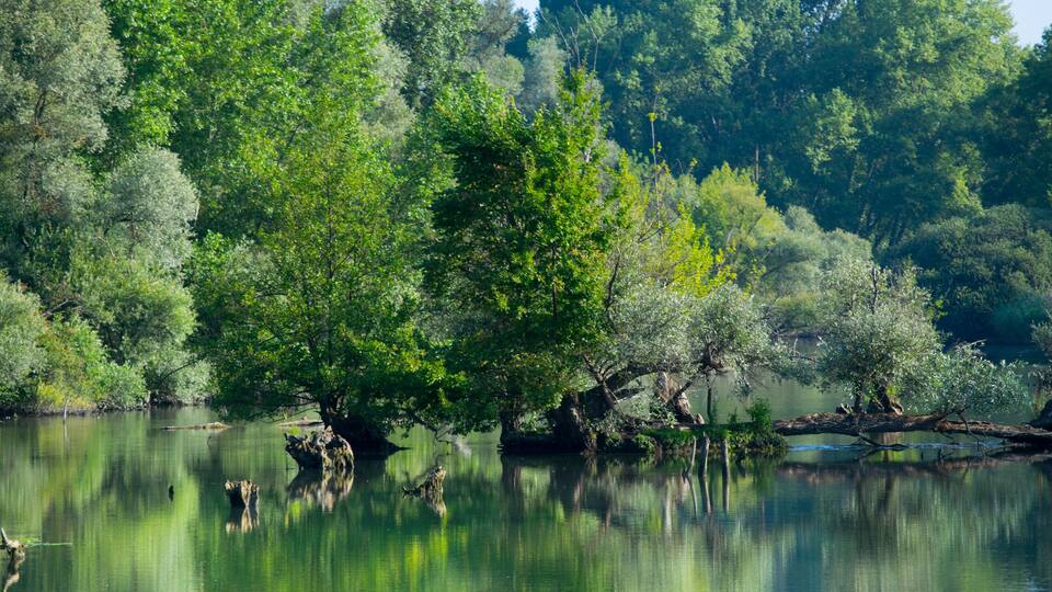 A calm river surrounded by dense green trees and a forested hill in the background.