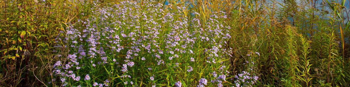See bei Kappel-Grafenhausen in der Ortenau im Herbst