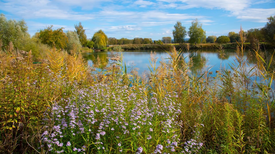 A lake surrounded by tall grasses and purple flowers, with trees and a clear sky in the background.