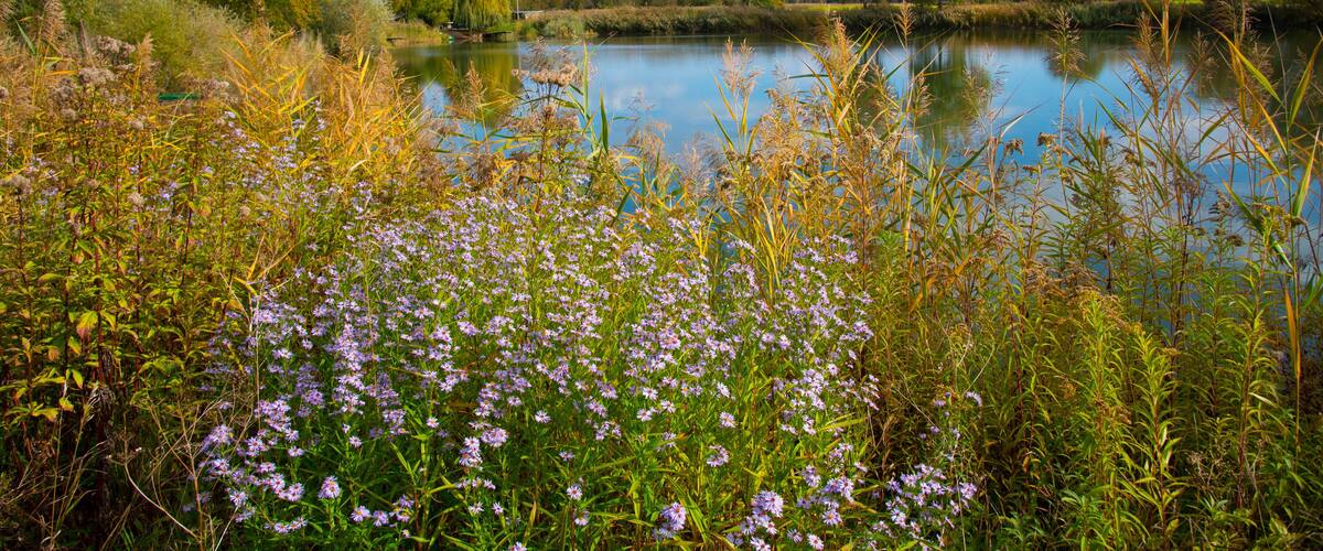A lake surrounded by tall grasses and purple flowers, with trees and a clear sky in the background.