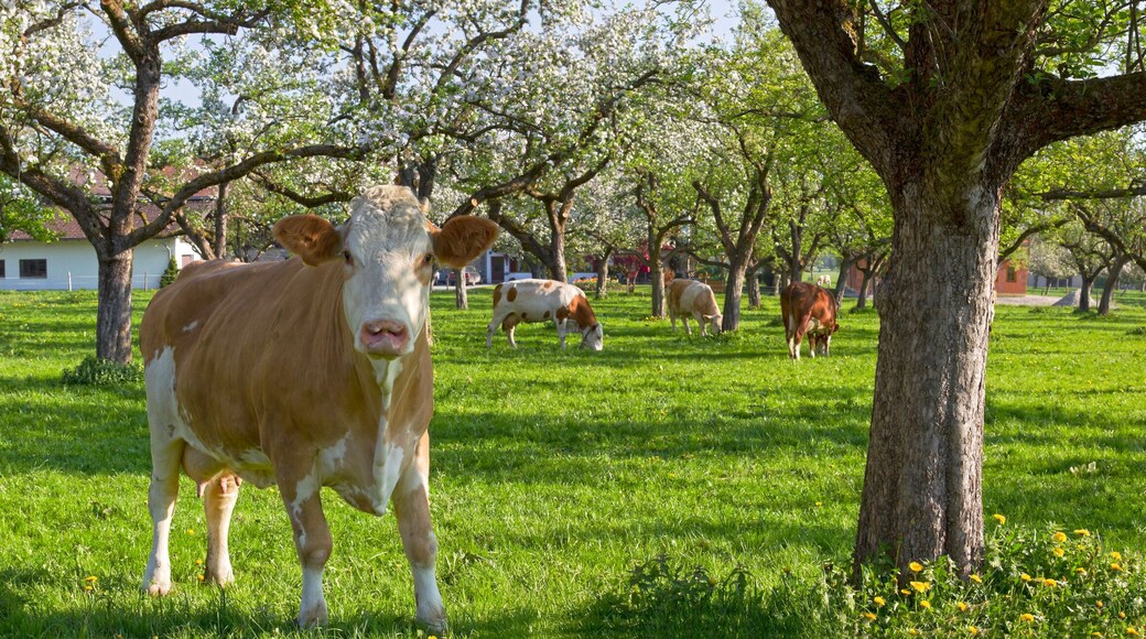 kühe grasen unter blühenden bäumen in bad feilnbach