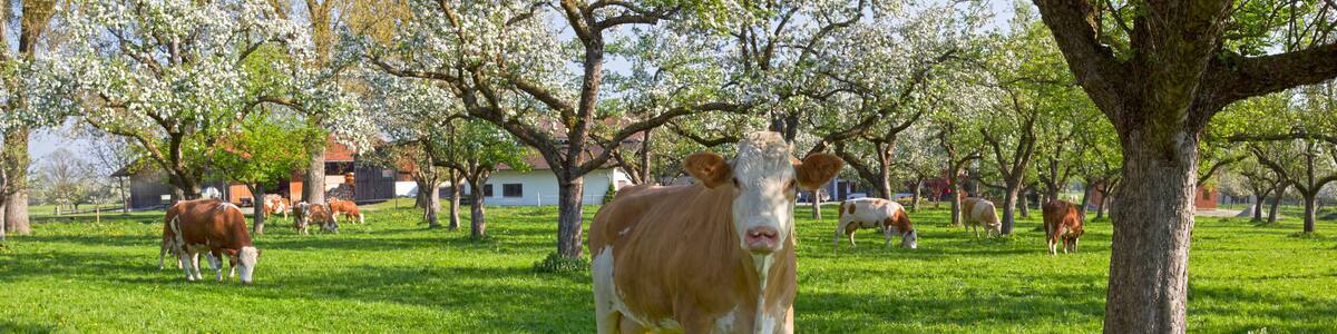 kühe grasen unter blühenden bäumen in bad feilnbach