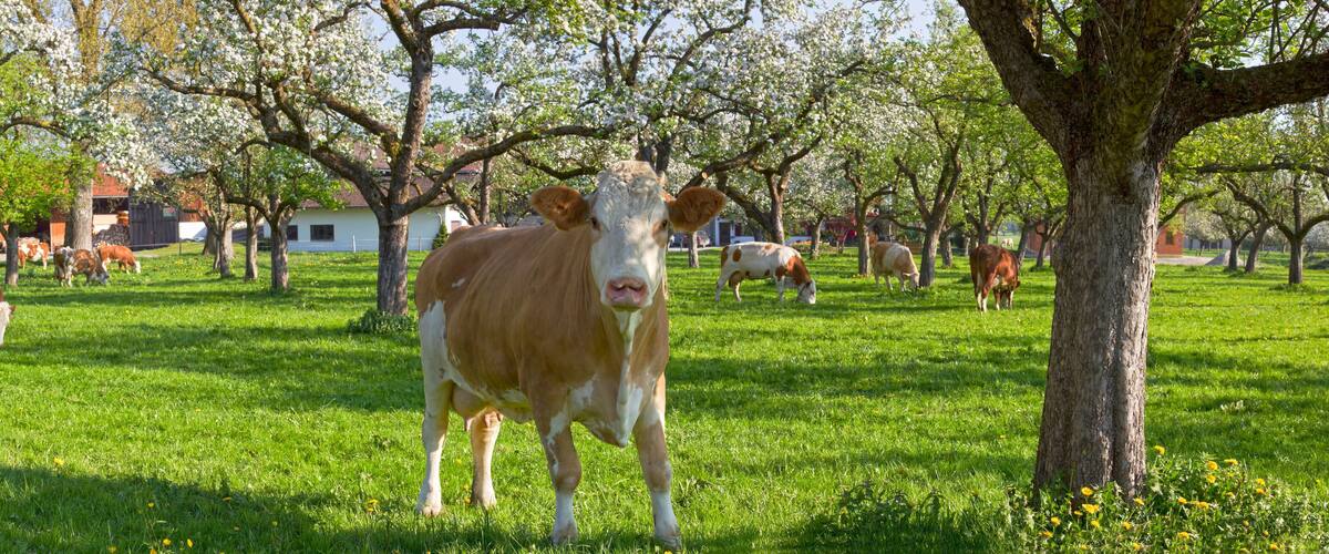 A green field with cows grazing and trees in bloom.