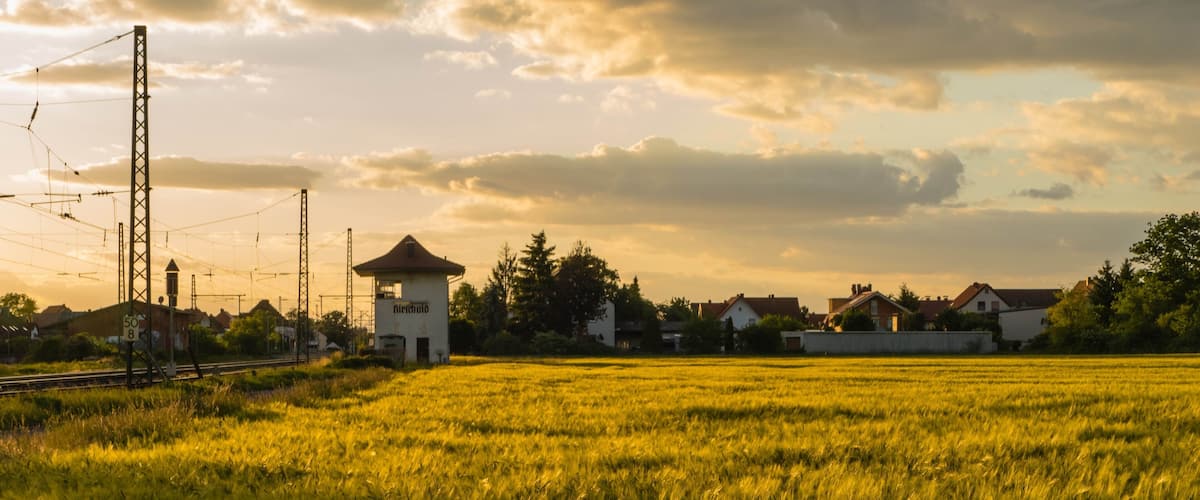 A wheat field with a tower and houses in the background.