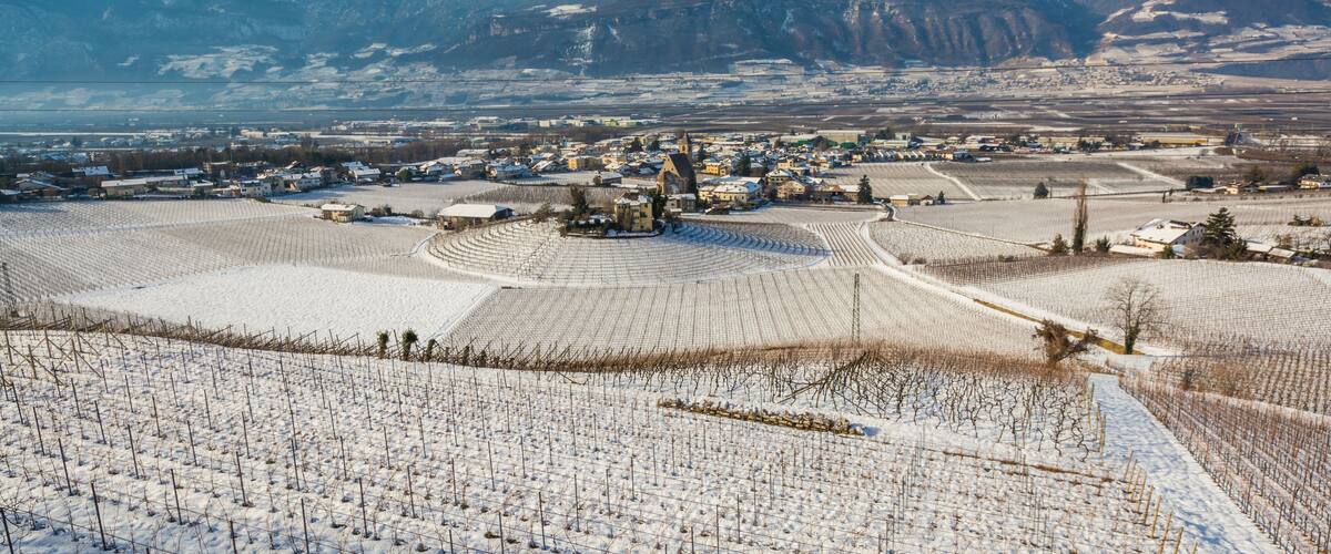 A snow-covered vineyard with a town in the valley and mountains in the background.