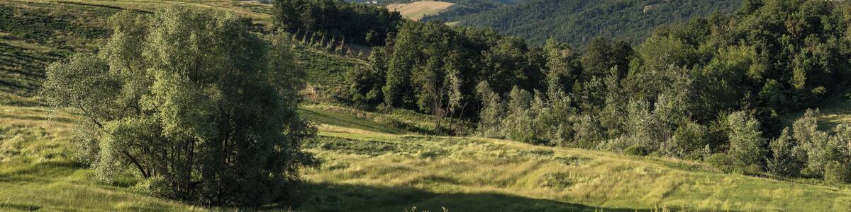Pianura Padana - Viano (RE) Italia - 24 Maggio 2015