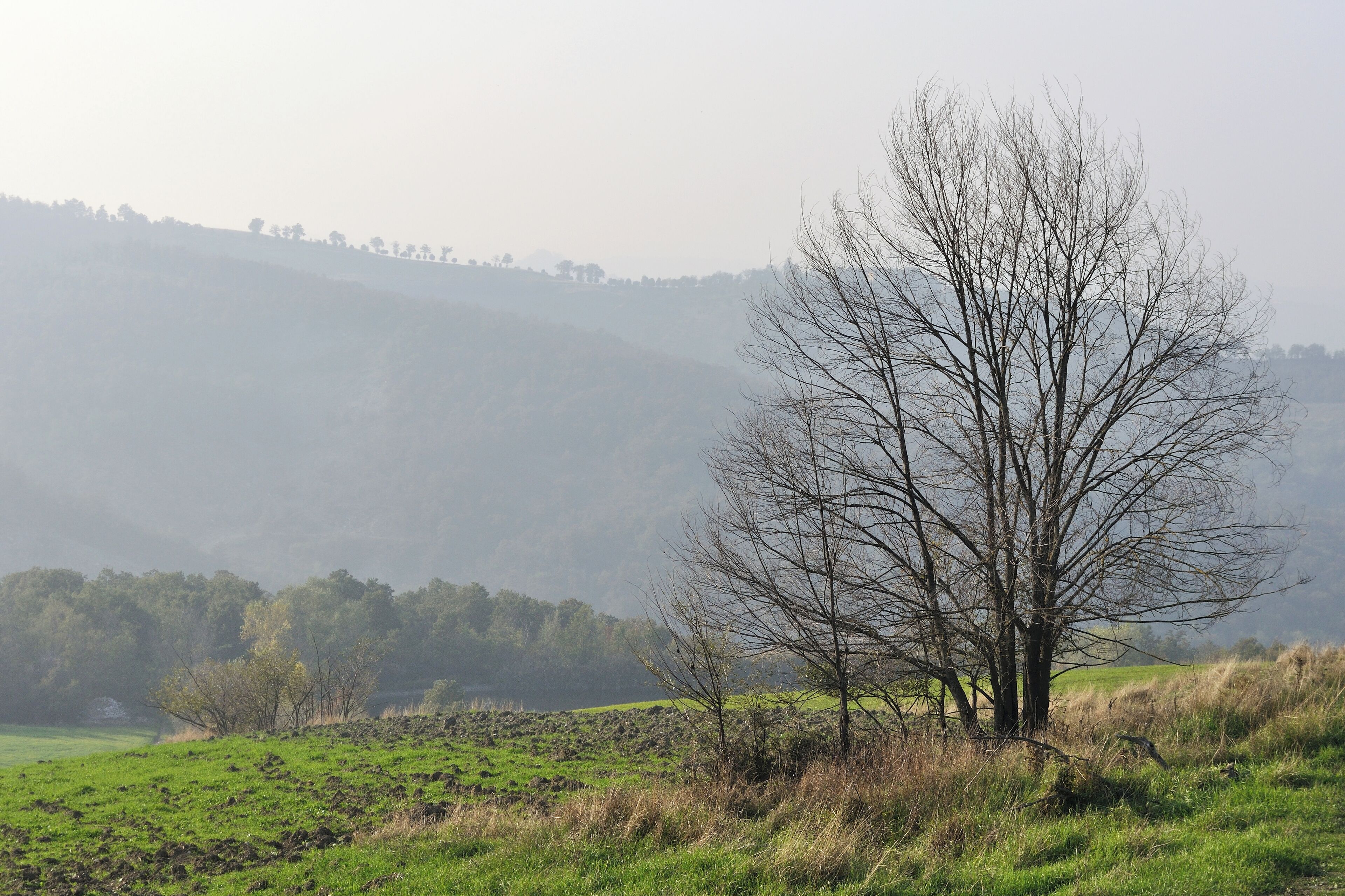 Tree - Viano (RE) Italy - October 22, 2012