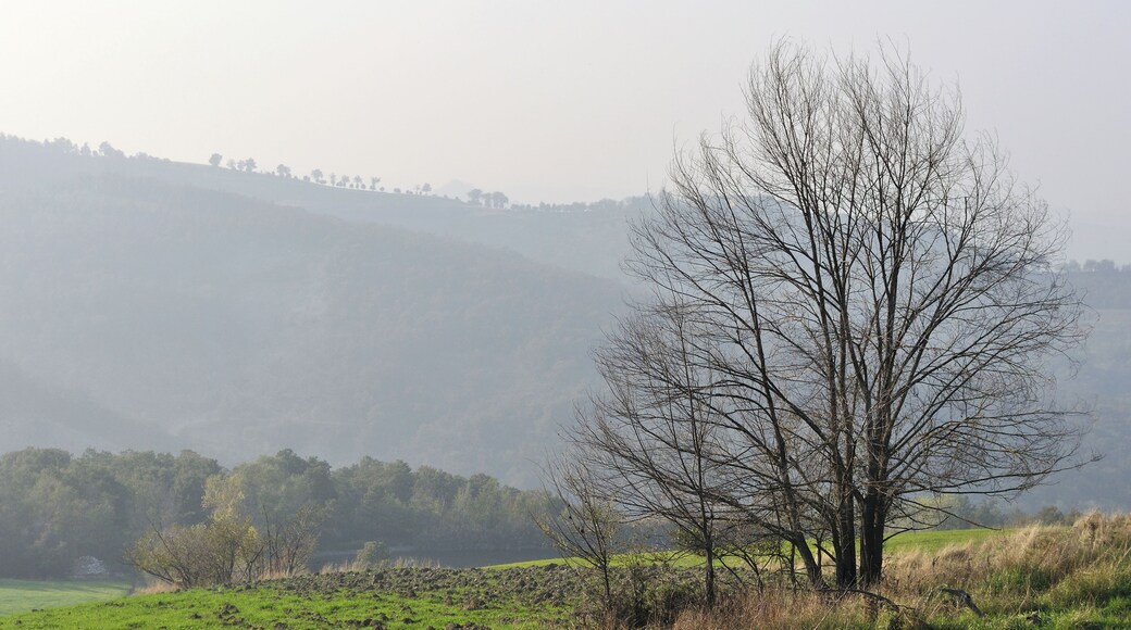 Tree - Viano (RE) Italy - October 22, 2012