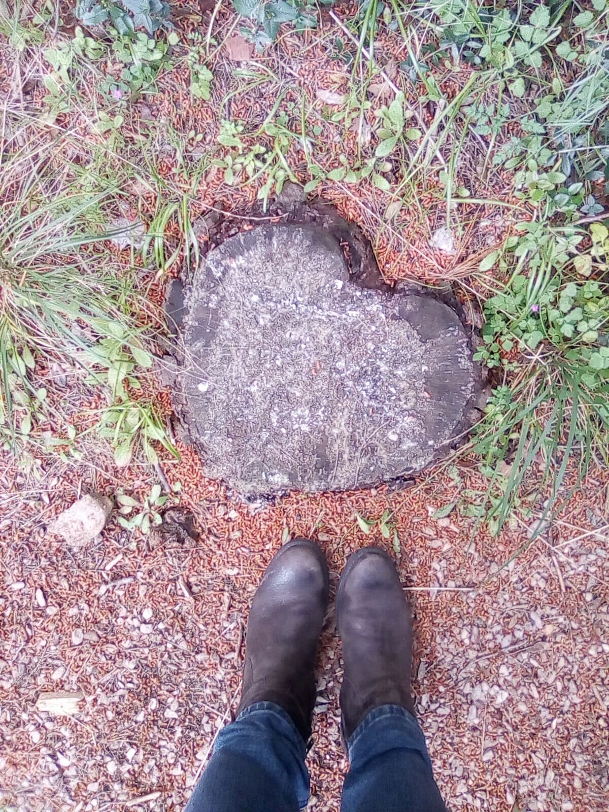 The heart of the nature #nature #nofilter #heart