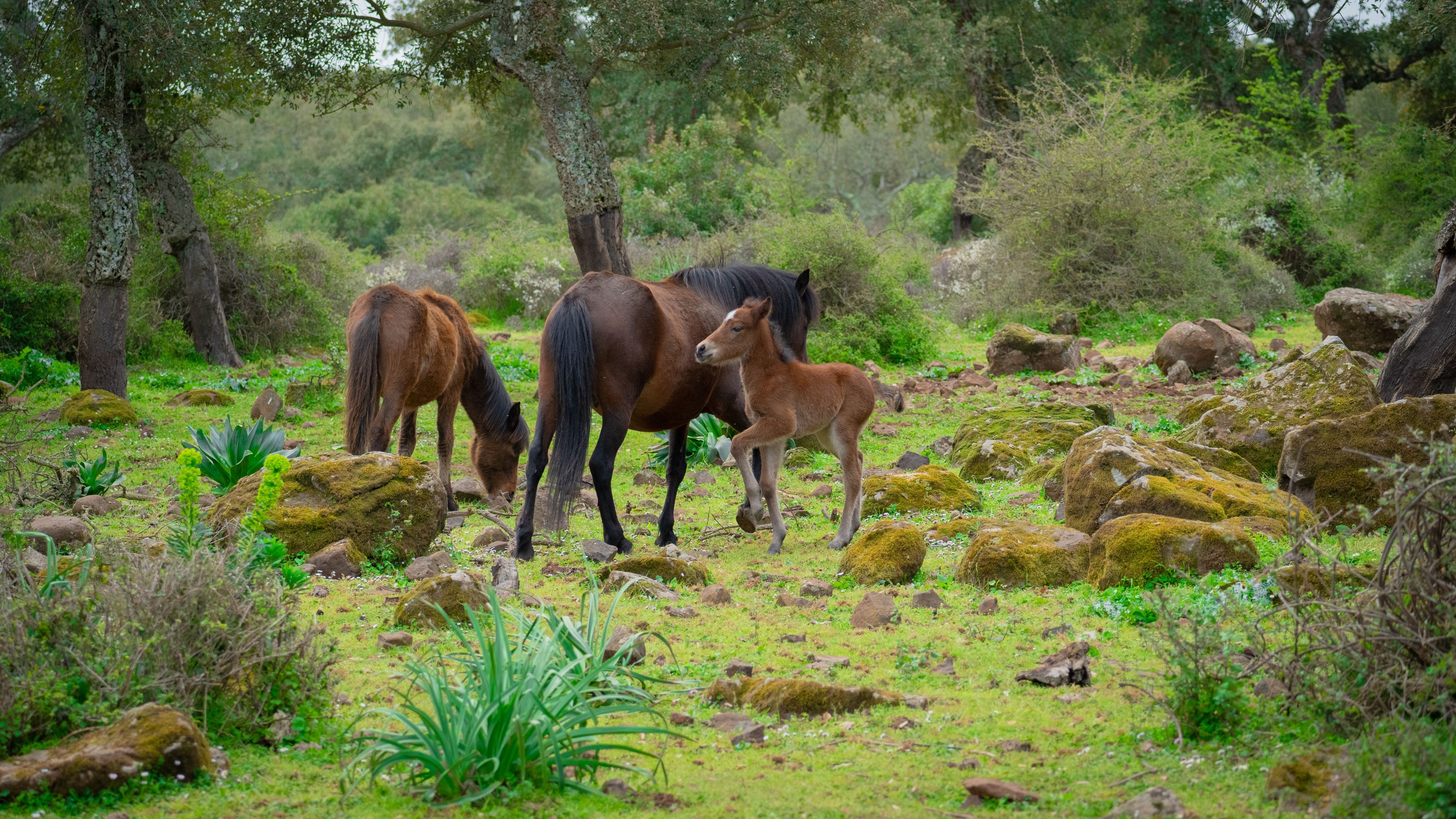 A horse grazing in a rocky, green landscape with trees.
