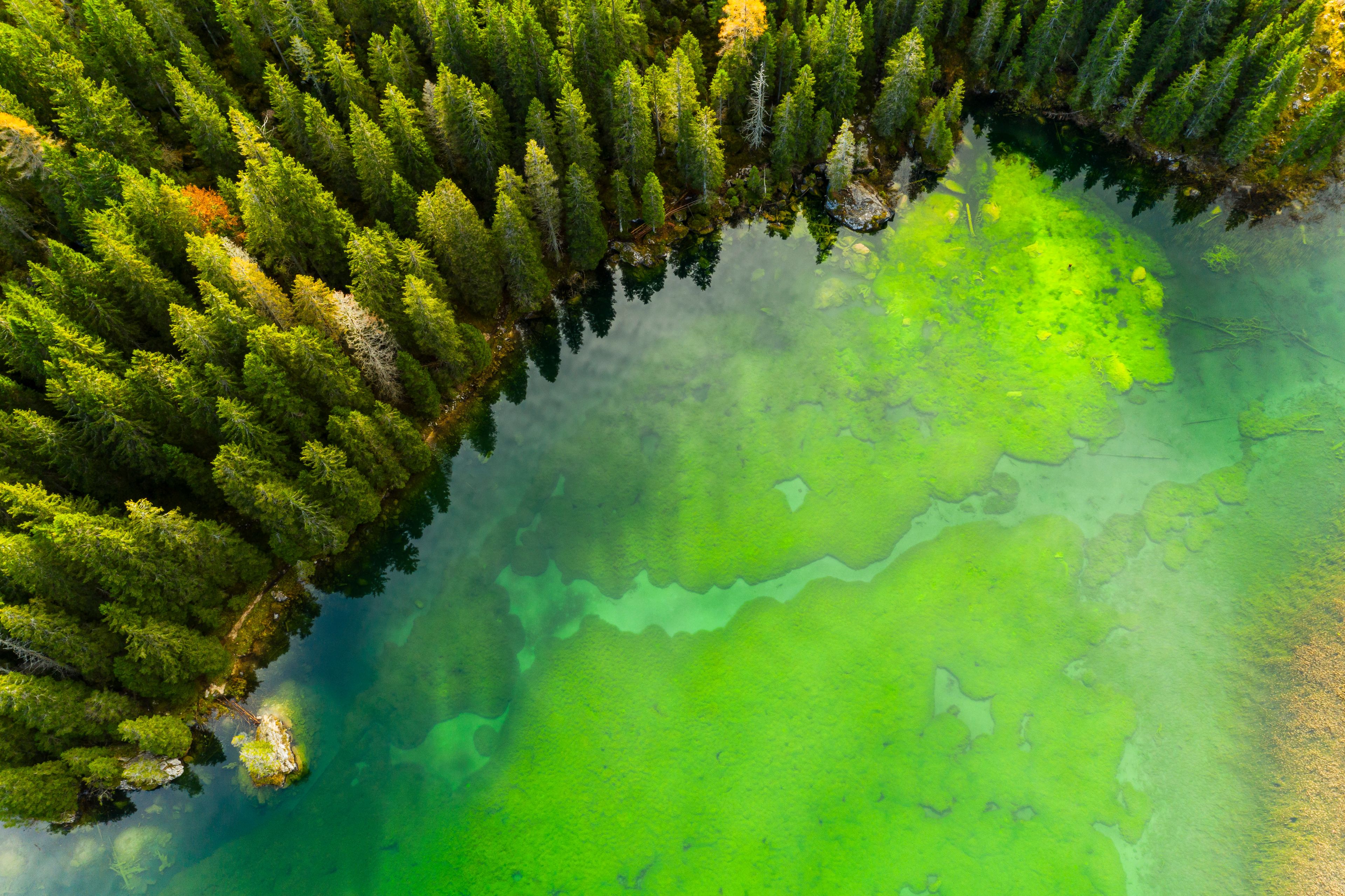 Un lago verde e limpido circondato da una fitta foresta.