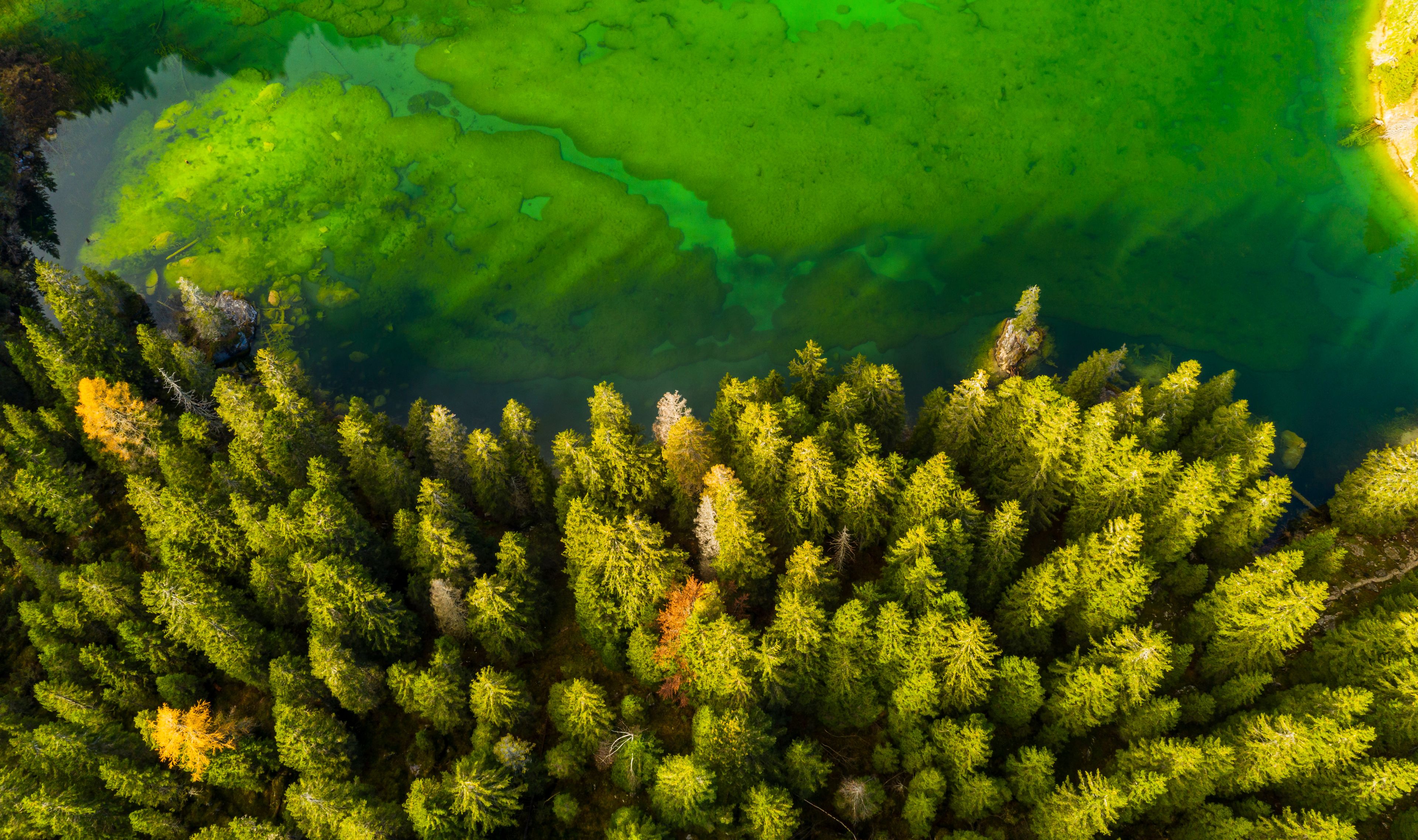Una fitta foresta con un corpo d'acqua limpida che riflette tonalità di verde.