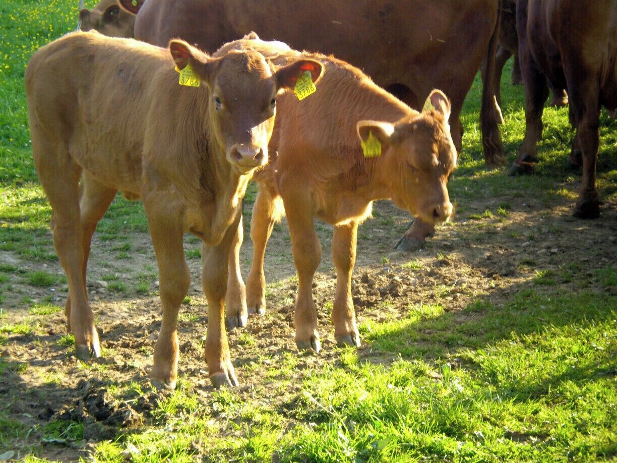If you're headed to Ermitage Park, make sure you stop to admire the beautiful cows in the meadow. The sound of cowbells will guide you there. Lush green grass, bright yellow flowers and these golden brown cows make for beautiful photos. #switzerland #cow #animal #arlesheim #park #europe