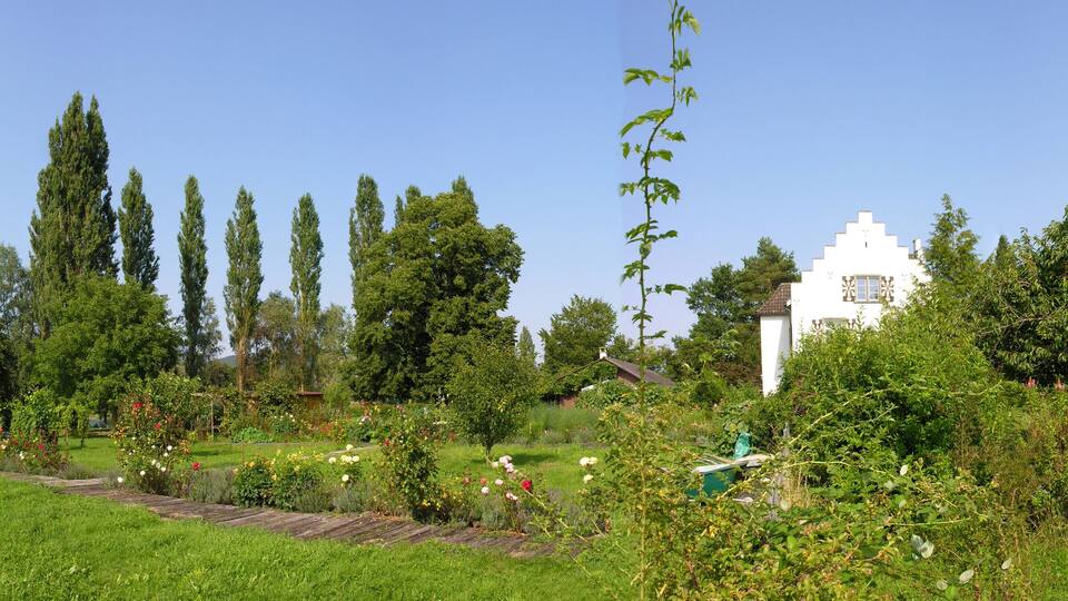 A lush garden with a variety of flowering plants, tall trees, and a white building.