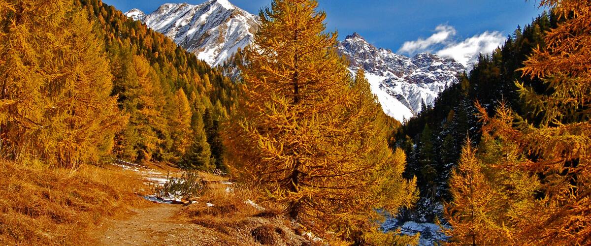 A mountain path surrounded by autumn-colored trees and snow-capped peaks.