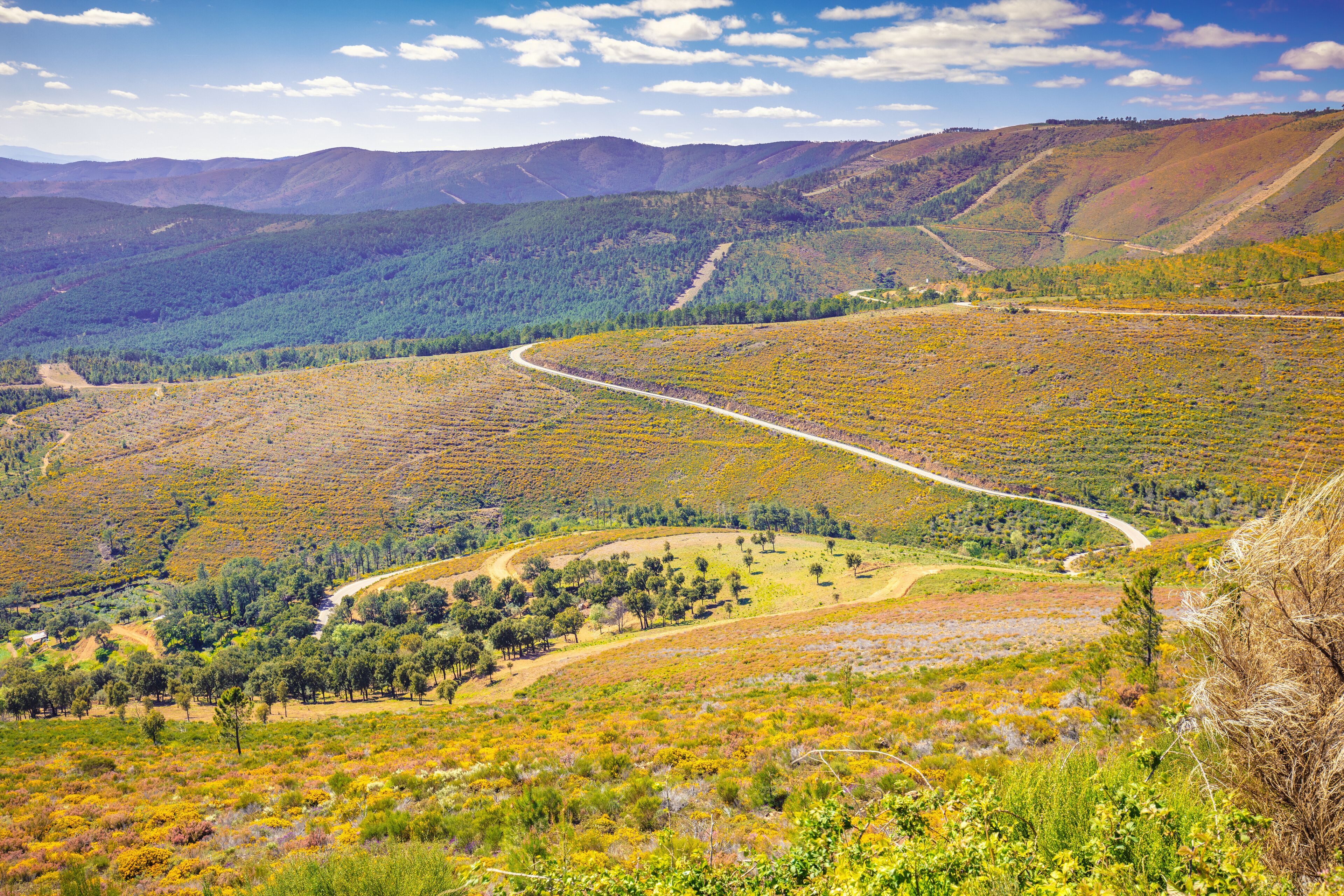 A winding road through a hilly landscape with patches of greenery and trees.