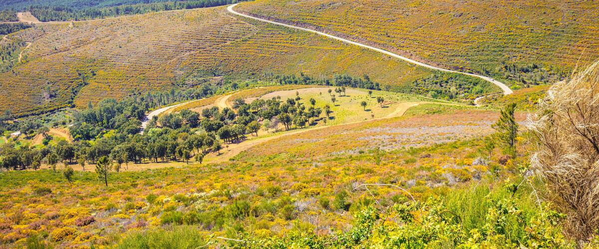 A winding road through a hilly landscape with patches of greenery and trees.
