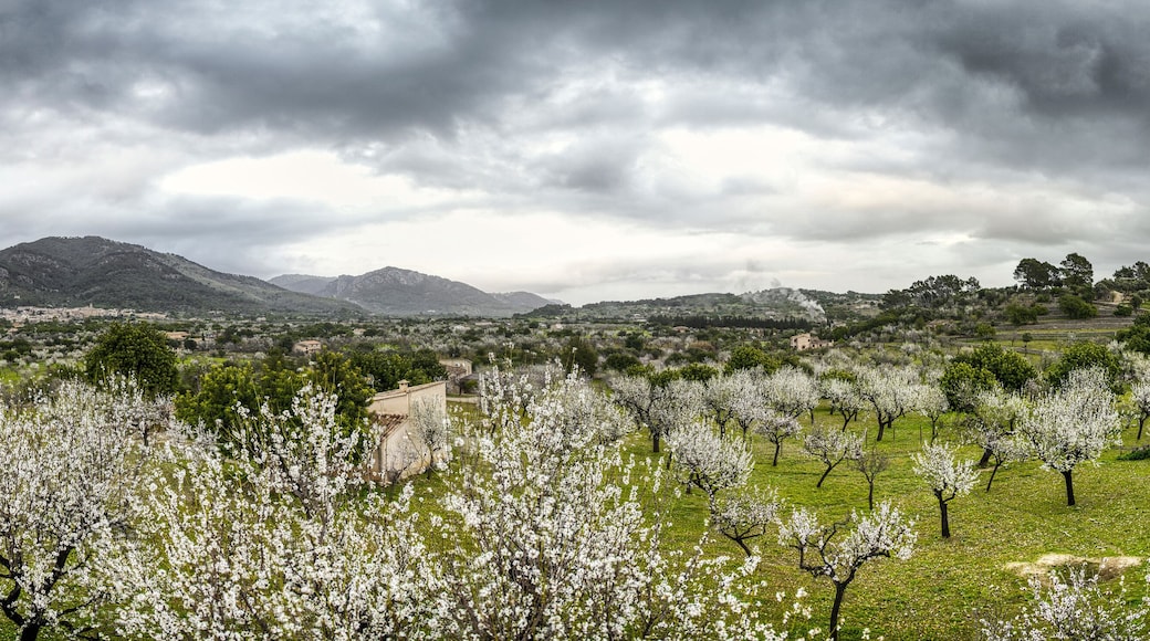 Village of Caimari in Palma de Mallorca (Panoramic View).