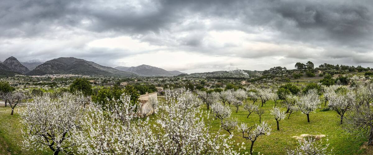 A landscape with blooming orchards, distant mountains, and a cloudy sky.