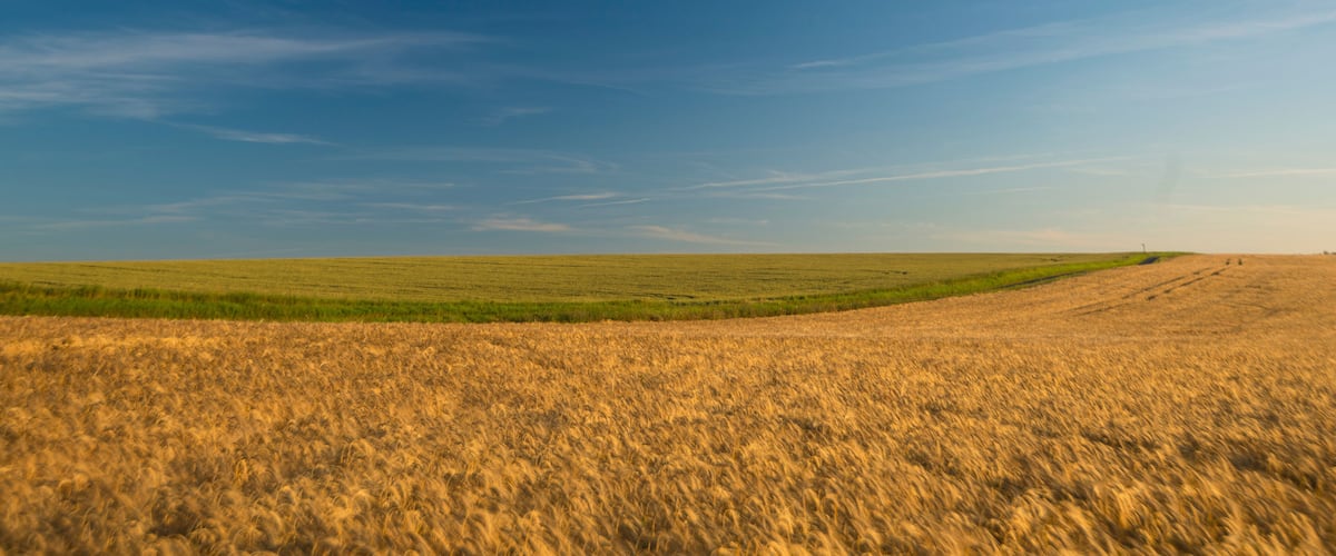 A vast wheat field under a clear blue sky.