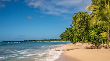 Guadeloupe - Amazing caribbean beach with many colors from drone view