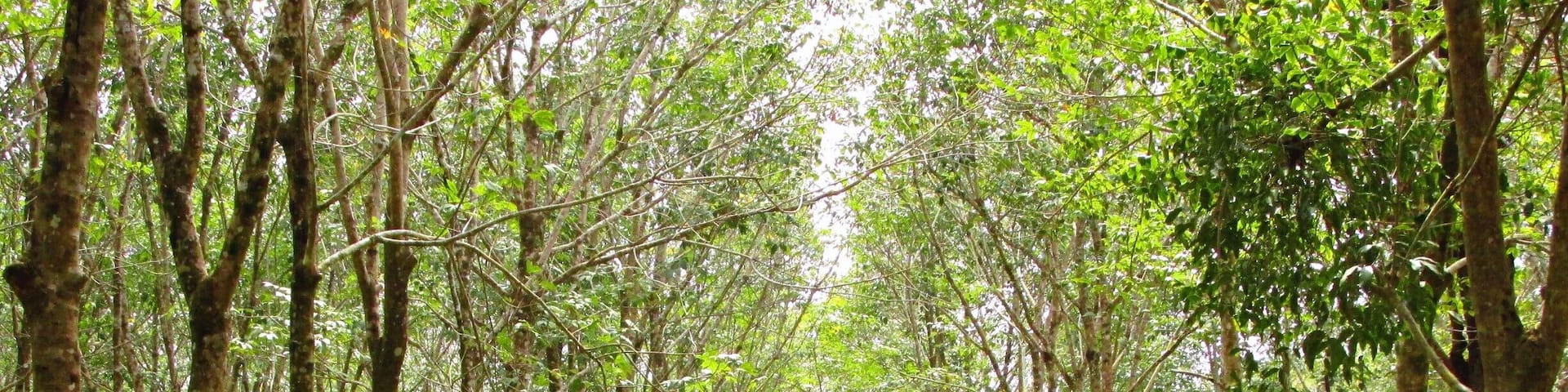 Rubber tree plantation on Koh Chang Noi, Thailand. A really peaceful place on this small island where relaxation rules.
#thailand #landofsmiles #thaiislands #treetrove