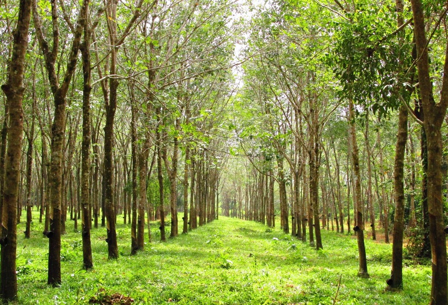 Rubber tree plantation on Koh Chang Noi, Thailand.  A really peaceful place on this small island where relaxation rules.
#thailand #landofsmiles #thaiislands #treetrove