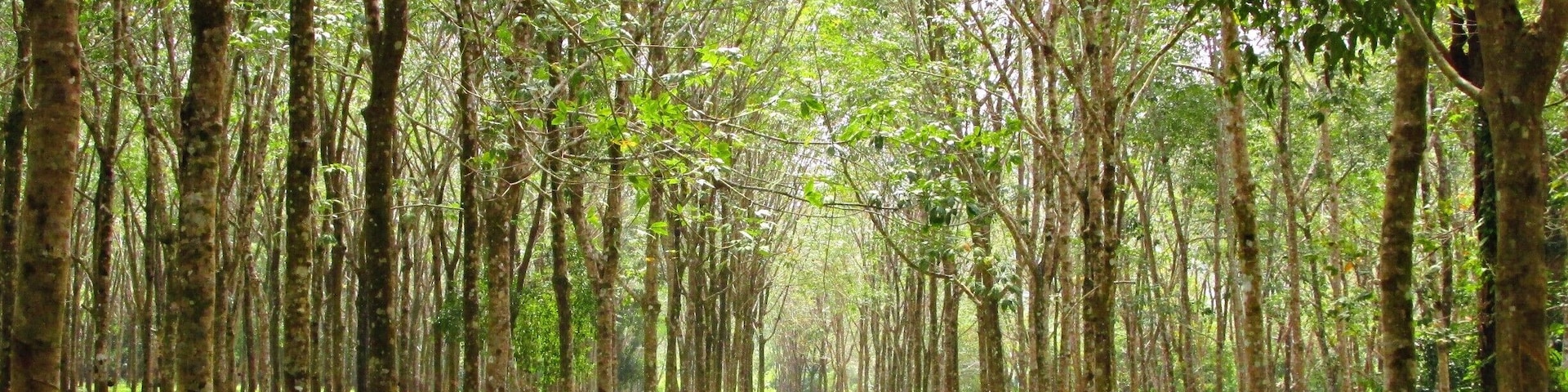 Rubber tree plantation on Koh Chang Noi, Thailand. A really peaceful place on this small island where relaxation rules.
#thailand #landofsmiles #thaiislands #treetrove